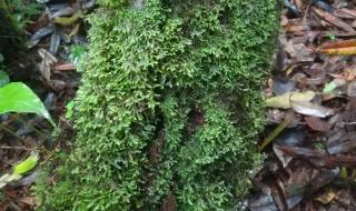 高黎贡山母亲的传说 洛克王国的高黎贡山